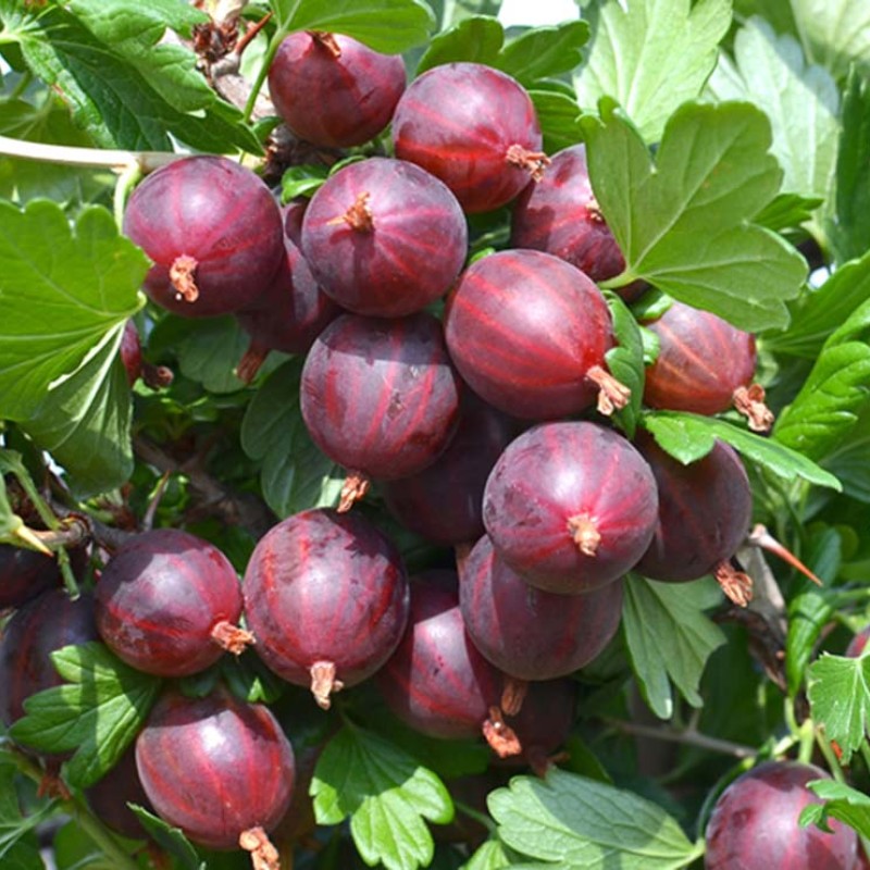 Gooseberry trunk (Grossularia uva-crispa) NESLUKHOVSKY