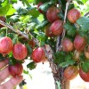 Stachelbeere Stamm (Grossularia uva-crispa) PAX