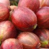 Stachelbeere Stamm (Grossularia uva-crispa) PAX