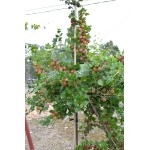 Gooseberry trunk (Grossularia uva-crispa) PAX