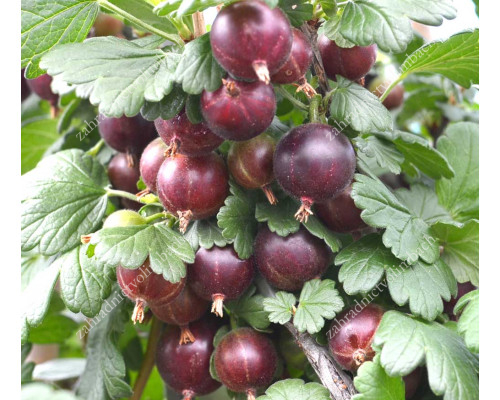Egreš (Grossularia uva-crispa) SPINEFREE 