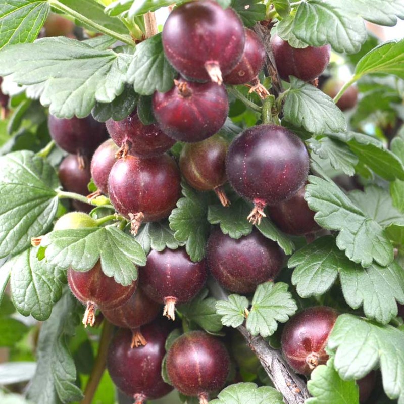 Stachelbeere (Grossularia uva-crispa) SPINEFREE