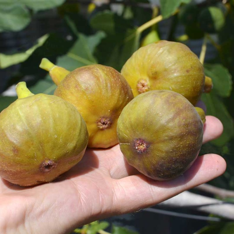 Figovník (Ficus carica) BORNHOLM`S DIAMOND