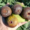 Figovník (Ficus carica) BORNHOLM`S DIAMOND
