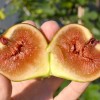 Figovník (Ficus carica) BORNHOLM`S DIAMOND
