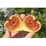 Figovník (Ficus carica) BORNHOLM`S DIAMOND