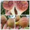 Fig Tree (Ficus carica) BRUNSWICK