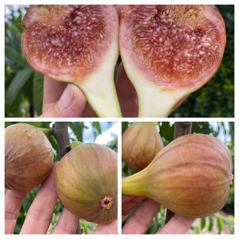 Figovník (Ficus carica) BRUNSWICK