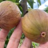 Figovník (Ficus carica) BRUNSWICK