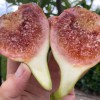 Figovník (Ficus carica) BRUNSWICK