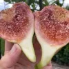 Fig Tree (Ficus carica) BRUNSWICK