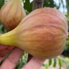 Figovník (Ficus carica) BRUNSWICK