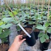 Figovník (Ficus carica) CELESTE