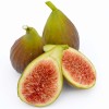 Figovník (Ficus carica) DALMATIE