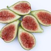 Figovník (Ficus carica) DALMATIE