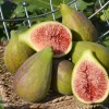 Figovník (Ficus carica) DALMATIE