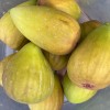 Fig Tree (Ficus carica) DORÉE