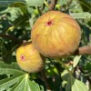 Fig Tree (Ficus carica) DORÉE