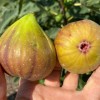 Fig Tree (Ficus carica) DORÉE