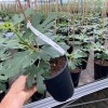 Fig Tree (Ficus carica) DORÉE