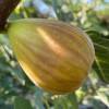 Fig Tree (Ficus carica) DORÉE