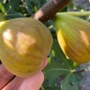 Fig Tree (Ficus carica) DORÉE