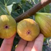 Fig Tree (Ficus carica) DORÉE