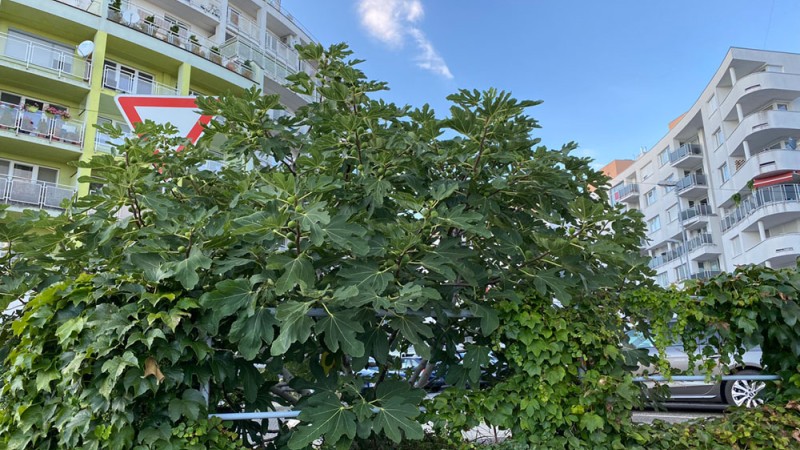 Wie die richtige Pflanzstelle für einen winterharten Feigenbaum auswählen? Wie die richtige Pflanzstelle für einen winterharten Feigenbaum auswählen?