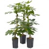 Figovník (Ficus carica) BORNHOLM`S DIAMOND