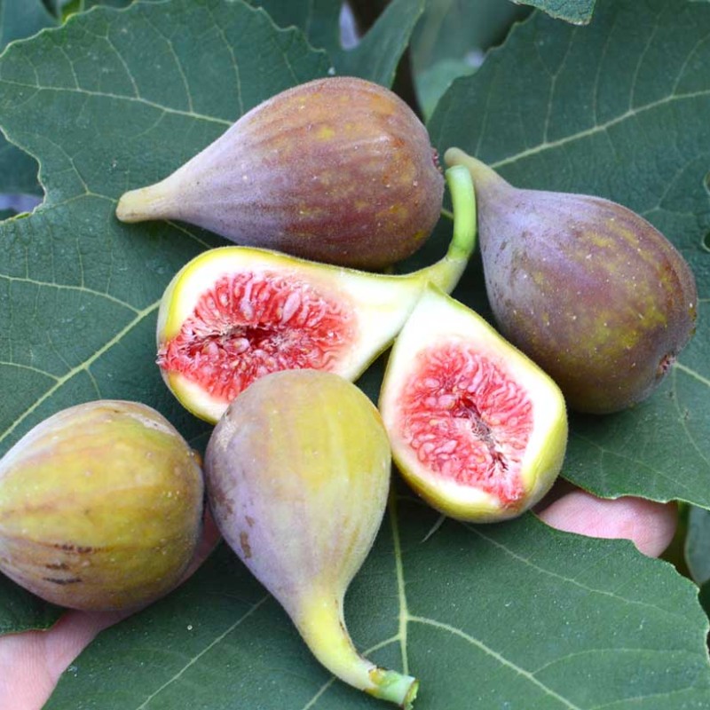 Figovník (Ficus carica) CELESTE