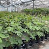 Figovník (Ficus carica) MADELEINE DES DEUX SAISONS