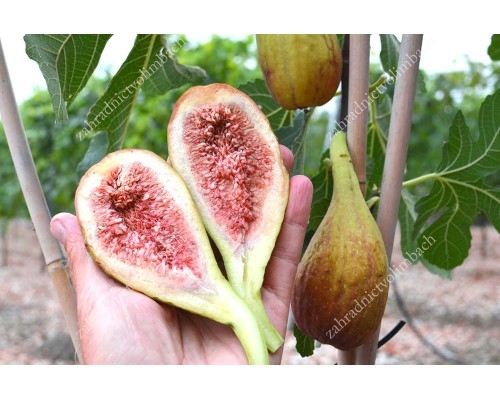 Fig Tree (Ficus carica) LONGUE D'AOÛT - giant banana shape fig fruits