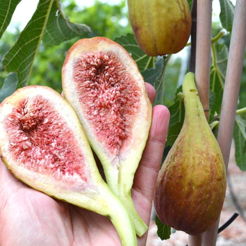 Figovník (Ficus carica) LONGUE DAOÛT