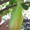Figovník (Ficus carica) LONGUE DAOÛT