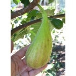 Fig Tree (Ficus carica) LONGUE D'AOÛT - giant banana shape fig fruits