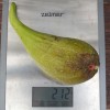 Figovník (Ficus carica) LONGUE DAOÛT