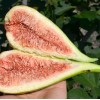 Figovník (Ficus carica) LONGUE DAOÛT