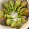 Figovník (Ficus carica) LONGUE DAOÛT
