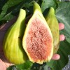 Figovník (Ficus carica) LONGUE DAOÛT