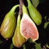 Figovník (Ficus carica) LONGUE DAOÛT