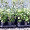 Figovník (Ficus carica) LONGUE DAOÛT
