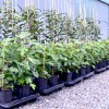 Figovník (Ficus carica) LONGUE DAOÛT