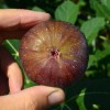 Figovník (Ficus carica) MADELEINE DES DEUX SAISONS
