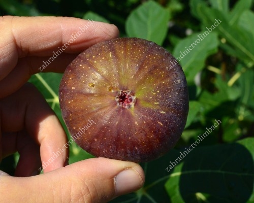 Fig Tree (Ficus carica) MADELEINE DES DEUX SAISONS
