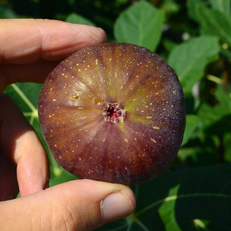 Figovník (Ficus carica) MADELEINE DES DEUX SAISONS