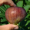 Figovník (Ficus carica) MADELEINE DES DEUX SAISONS