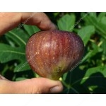 Fig Tree (Ficus carica) MADELEINE DES DEUX SAISONS