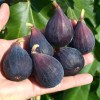 Figovník (Ficus carica) NEGRONNE