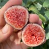 Figovník (Ficus carica) NEGRONNE