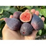 Fig Tree (Ficus carica) NEGRONNE